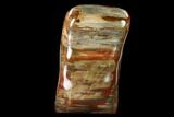 Free-Standing, Polished Petrified Wood - Madagascar #149341-2